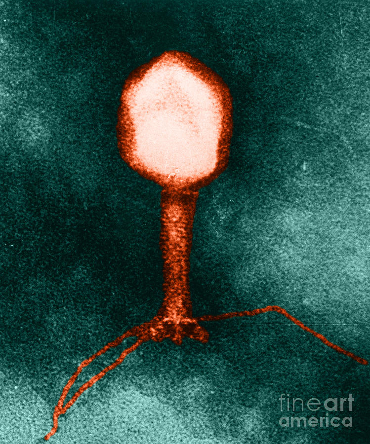 Enterobacteria Phage T4 Photograph by Lee D. Simon