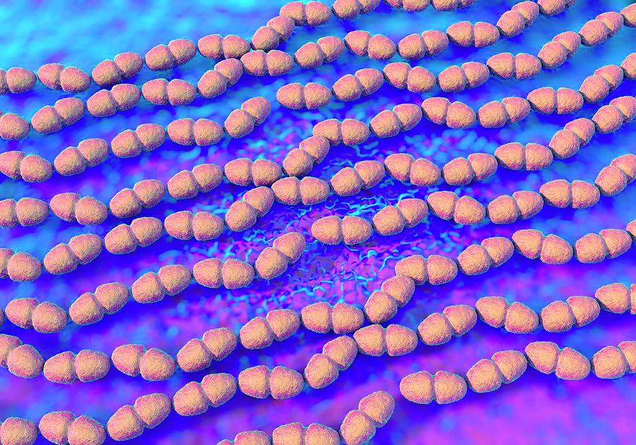 Enterococcus Faecalis Bacterium Photograph By Science Artwork Pixels