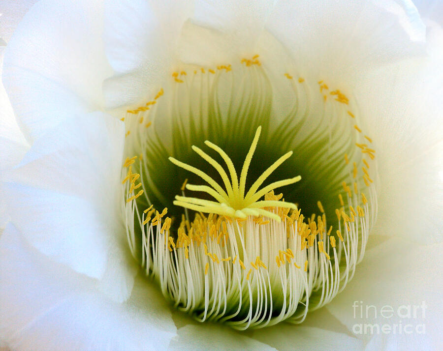Enticing Echinopsis Photograph by Ruth Jolly