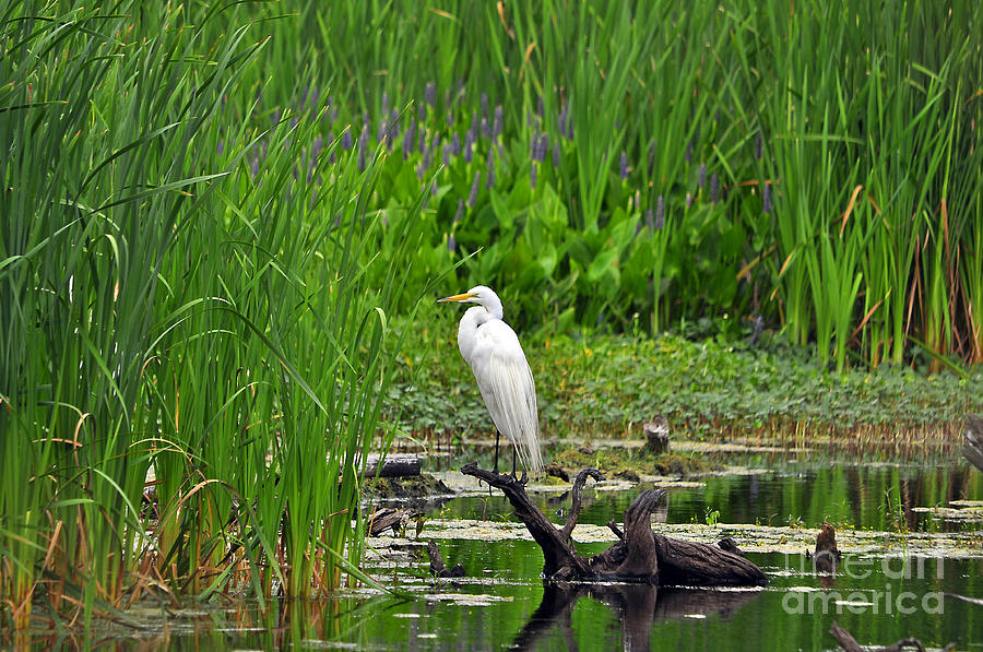 Enticing Egret Photograph by Al Powell Photography USA