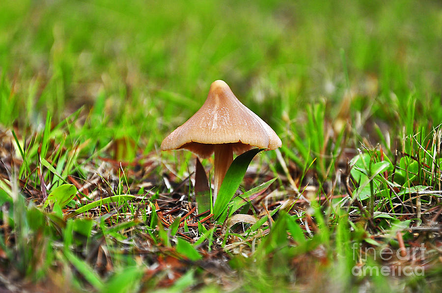Mushroom Photograph - Entoloma Mushroom by Al Powell Photography USA