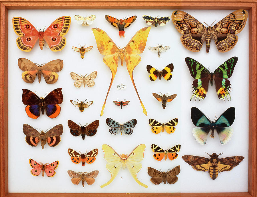 Entomological Specimens Of Lepidoptera Photograph by Natural History Museum, London