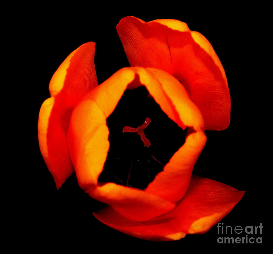 Flower Photograph - Entrap by Brent Bou