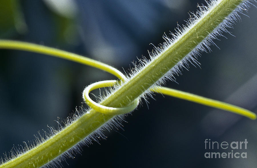 Entwined Photograph by Heiko Koehrer-Wagner