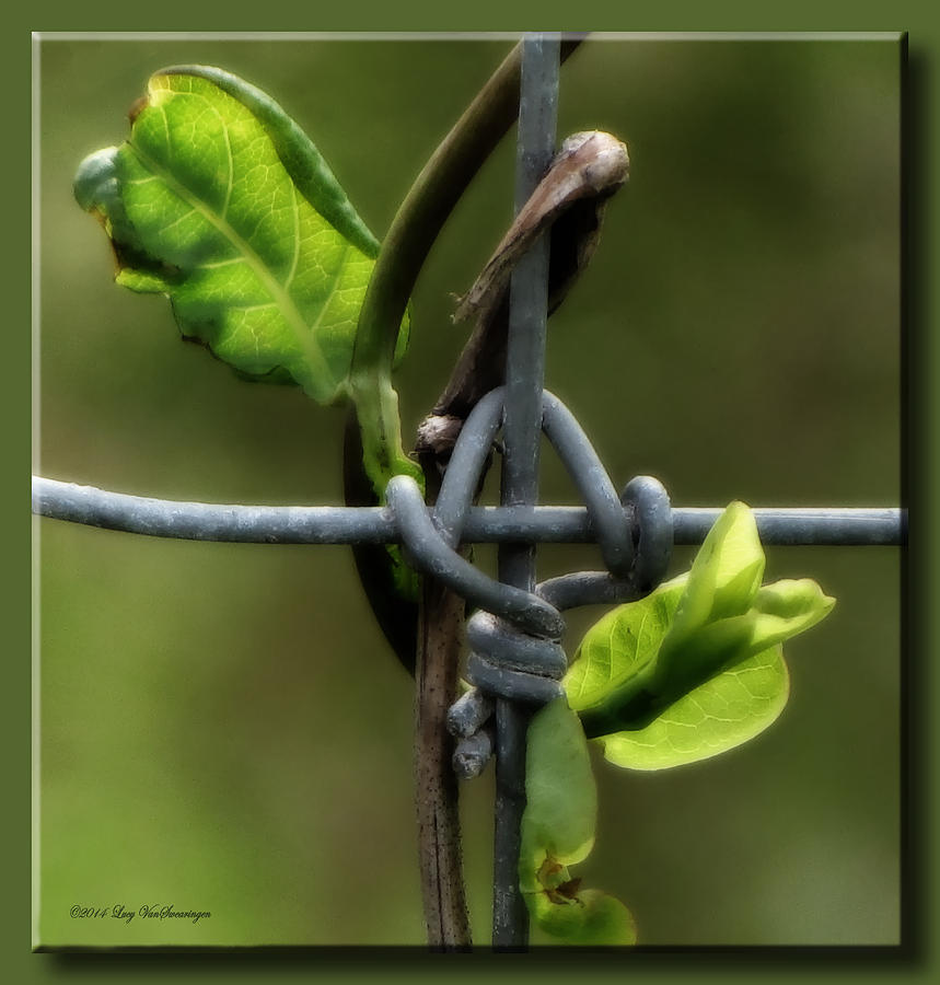 Entwined Photograph by Lucy VanSwearingen Entwined Photograph by Lucy VanSwearingen