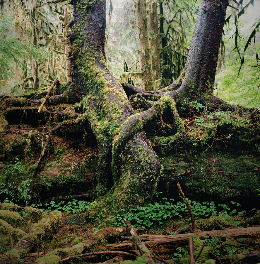 Entwined Tree Roots In Lush Forest Photograph by Danielle D. Hughson