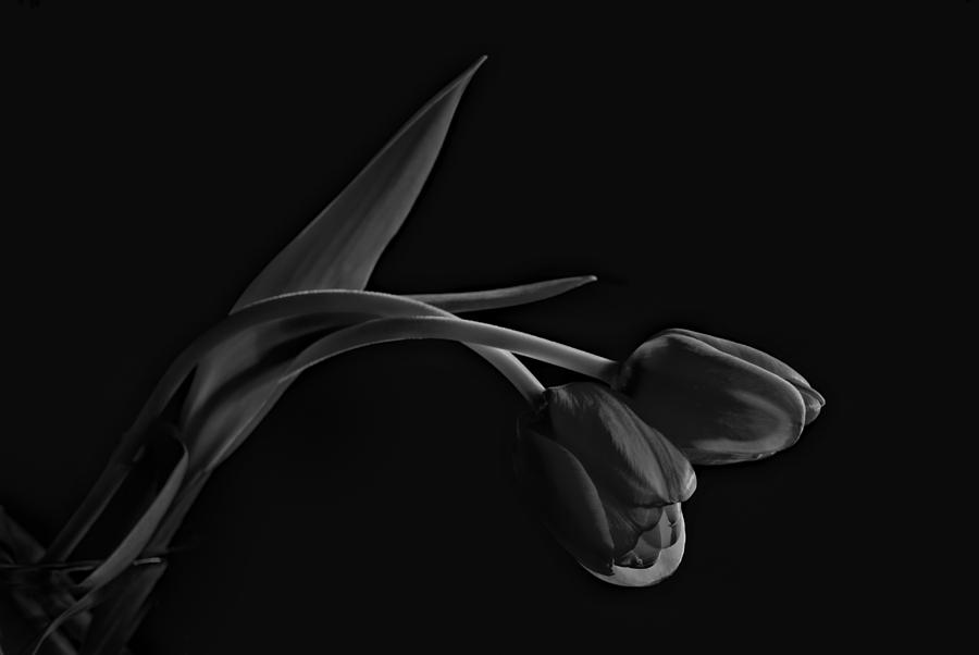 Tulip Photograph - Entwined Tulips - Black and White by Leah McDaniel