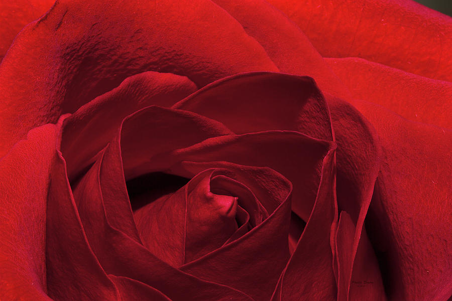 Enveloped In Red Photograph by Phyllis Denton