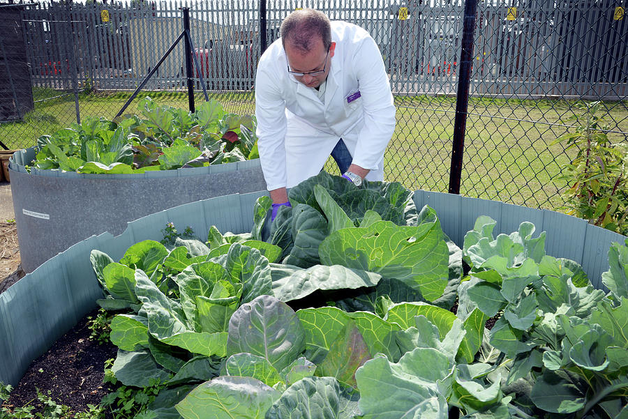 Cabbage Photograph - Environmental Crop Monitoring by Public Health England