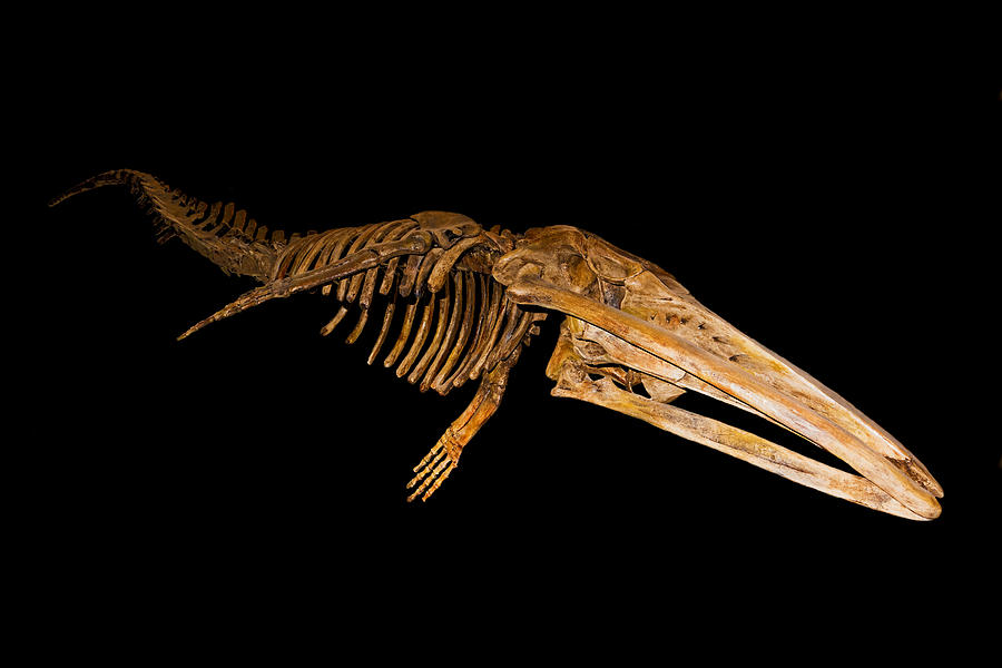Eobalaenoptera Whale Fossil Photograph by Millard H. Sharp