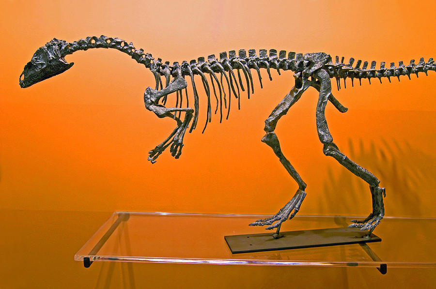 Eoraptor Dinosaur Photograph by Millard H. Sharp