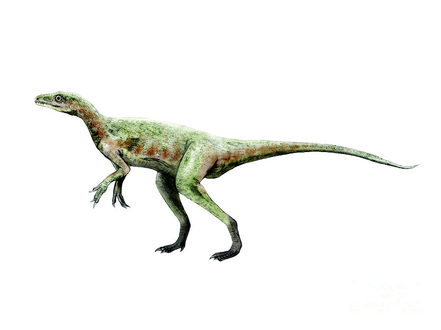 Dinosaur Digital Art - Eoraptor Dinosaur by Nobumichi Tamura