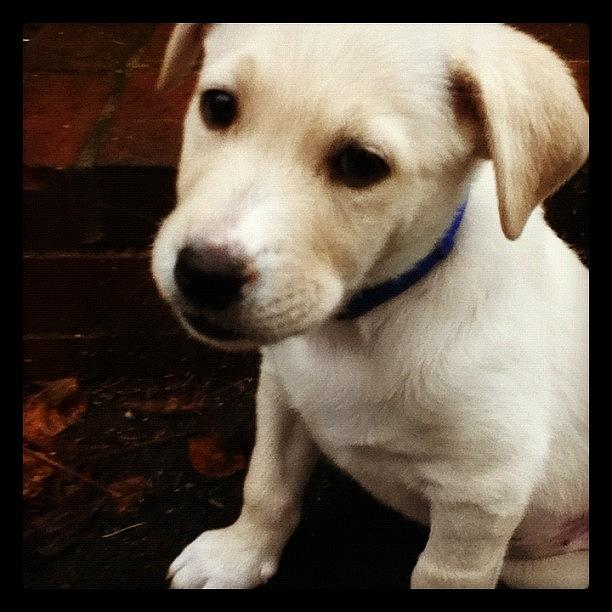 Eowyn Puppy! Photograph by Melissa Yosua-Davis