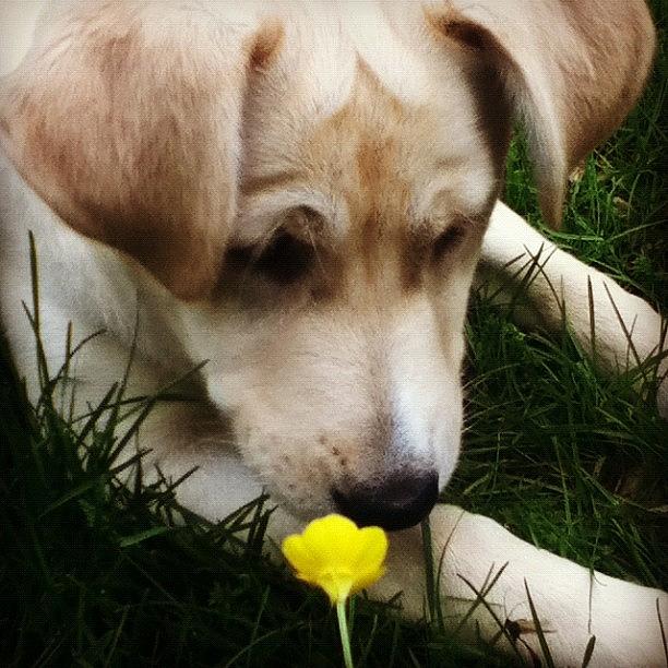 Dog Photograph - Eowyn Stopping To Smell The Flowers by Melissa Yosua-Davis