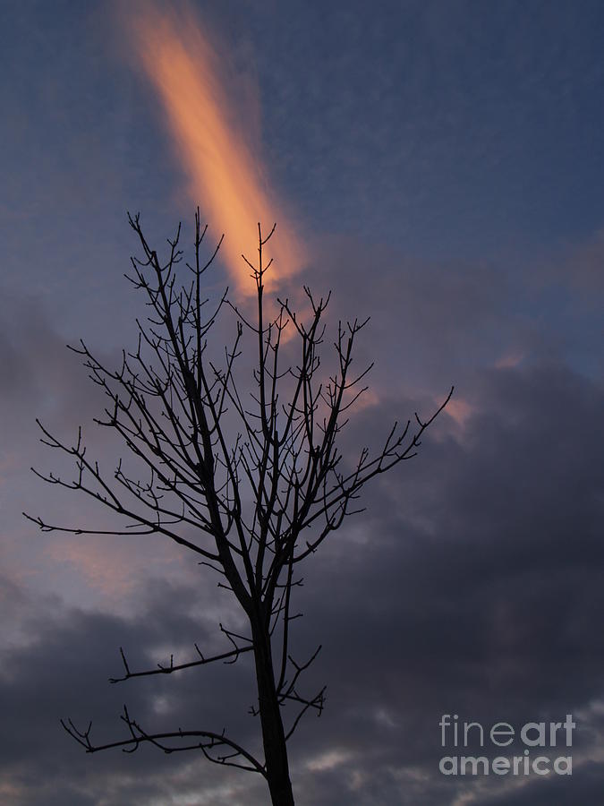 Ephemeral Sunset Streak and Bare Tree Photograph by Anna Lisa Yoder