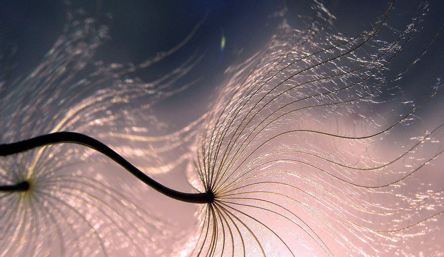 Feather Photograph - Ephemeral Waves... by Thierry Dufour