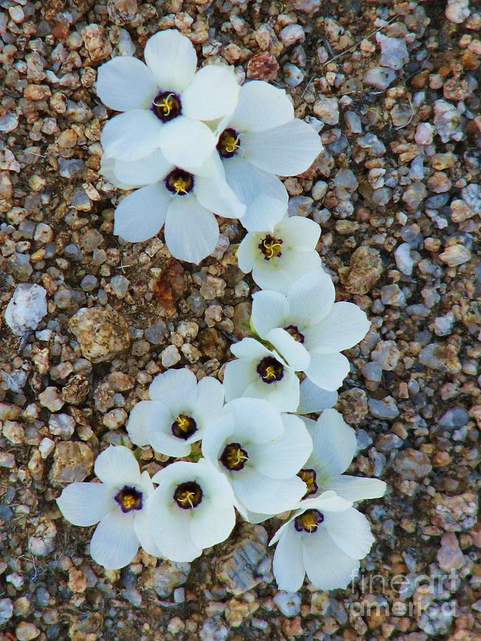 Ephemeral White Parry Gilia Photograph by Michele Penner