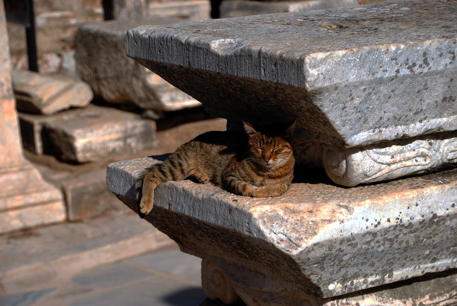 Ephesus Cat Haven Photograph by Jacqueline M Lewis