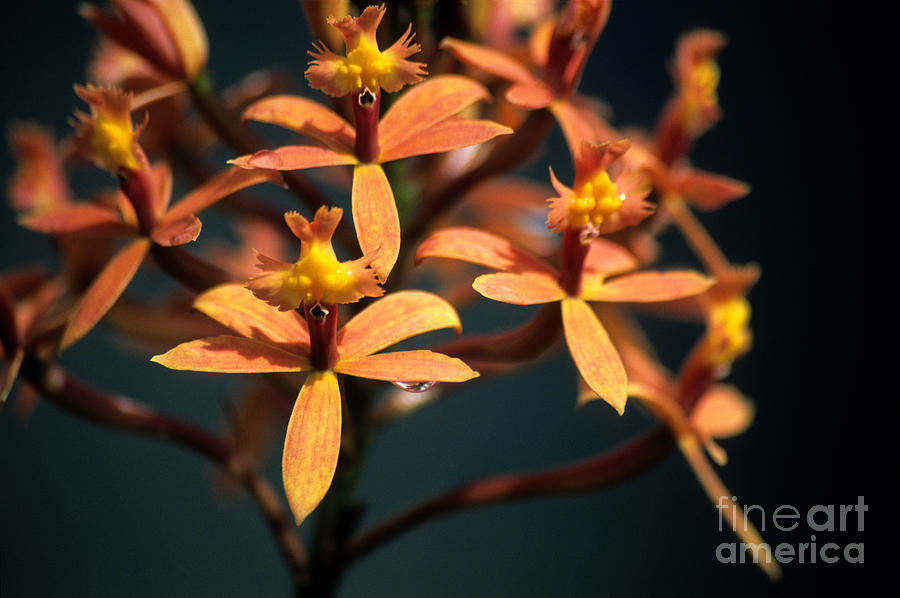 Epidendrum secundum orchid Photograph by James Brunker