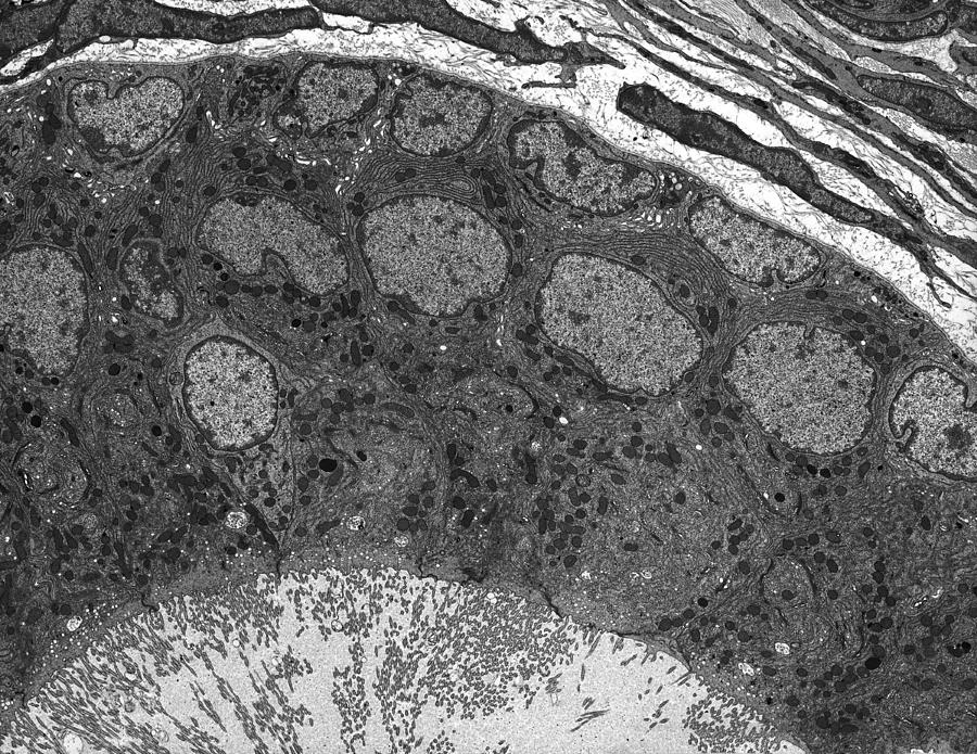 Black And White Photograph - Epididymis epithelium, TEM by Science Photo Library