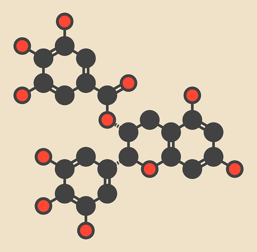 Tea Photograph - Epigallocatechin Gallate Molecule by Molekuul