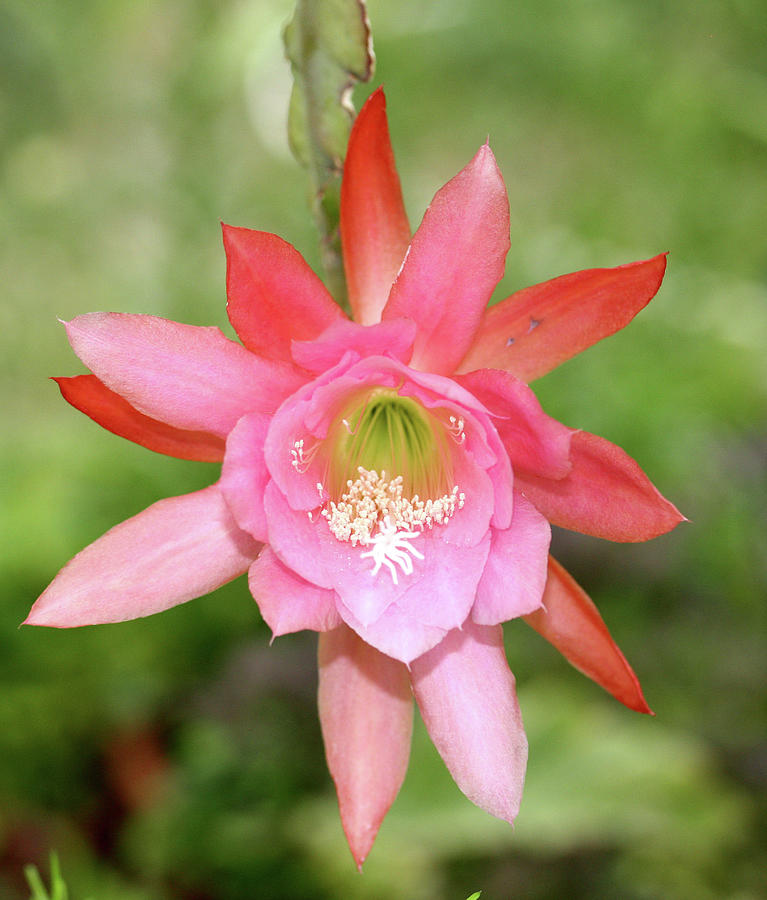 Epiphyllum Sp Photograph by Marialuisa Wittlin