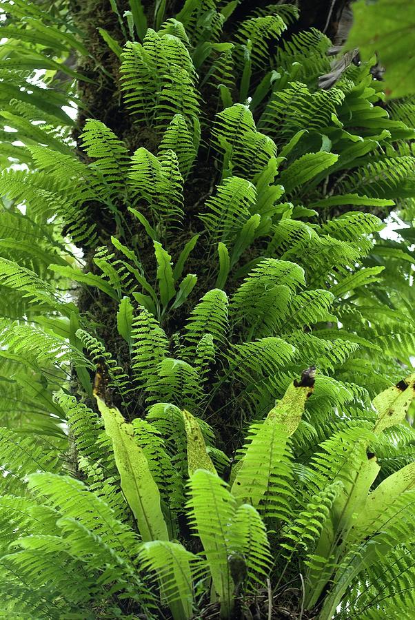 Epiphytic Bracken Photograph by Philippe Psaila/science Photo Library