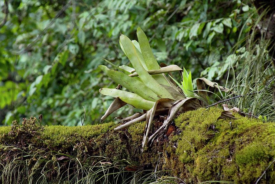 Mountain Photograph - Epiphytic Bromeliad by Philippe Psaila/science Photo Library