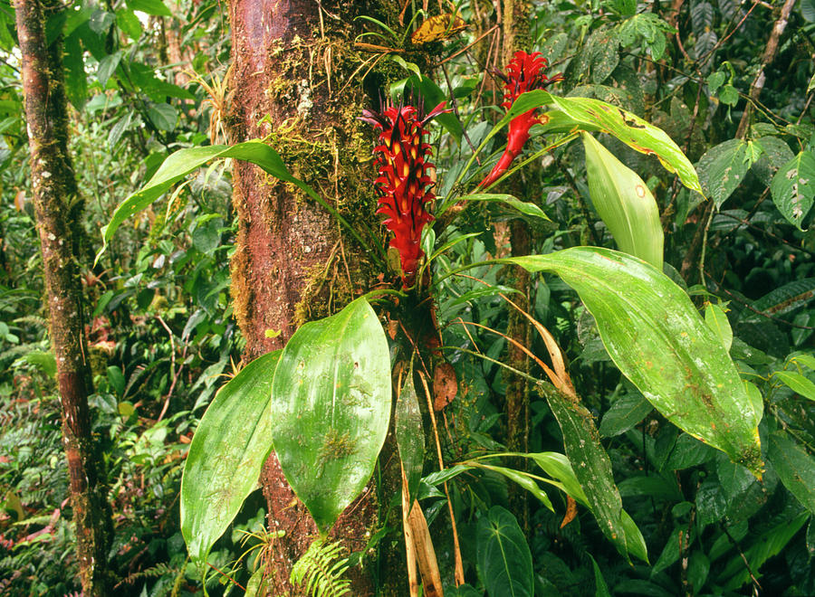 Nature Photograph - Epiphytic Bromeliad Plants by Dr Morley Read/science Photo Library