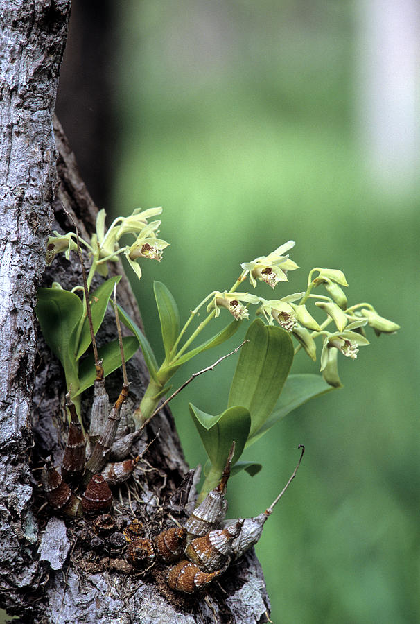 Epiphytic Dendrobium Orchid Photograph by Fletcher & Baylis