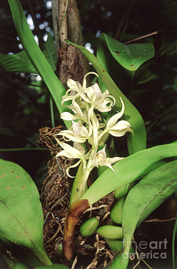 Epiphytic Orchid Photograph by Gregory G. Dimijian