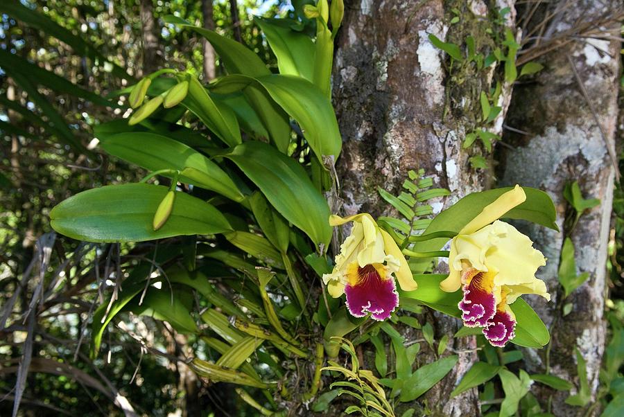 Epiphytic Orchid Photograph by Philippe Psaila/science Photo Library