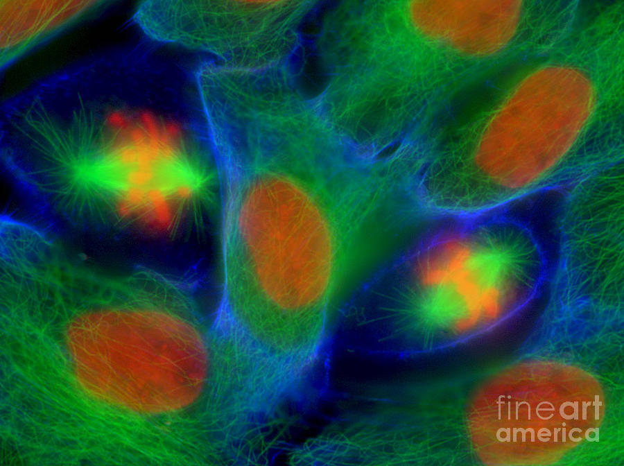 Epithelial Cells Photograph by Jennifer Waters