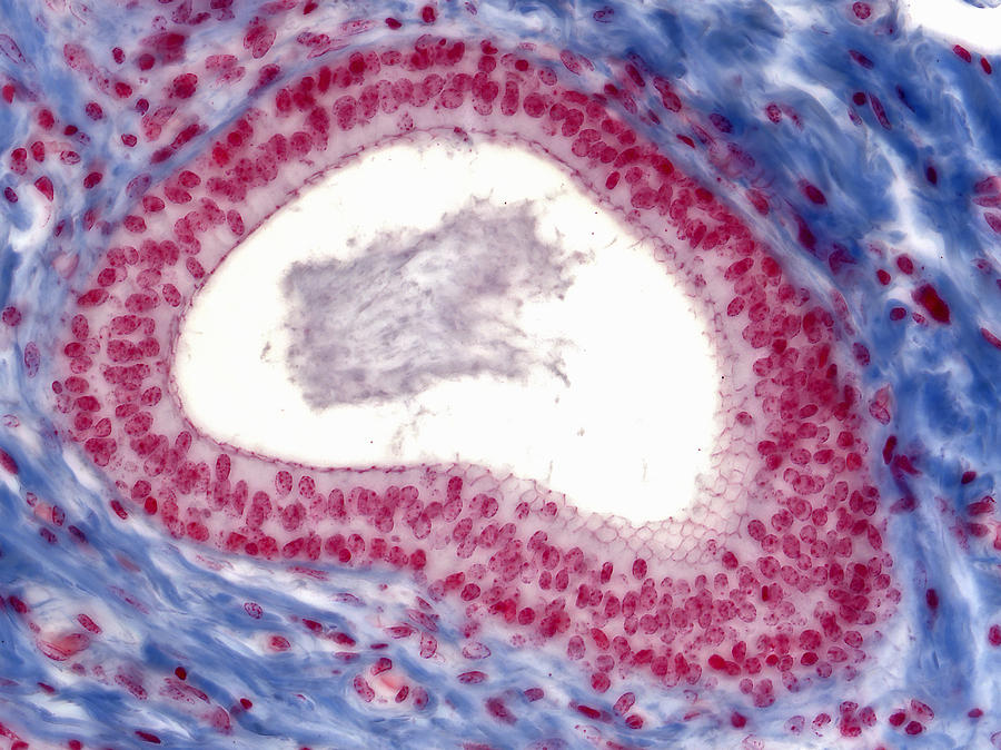 Epithelium Stratified Cuboidal Duct, Lm Photograph by Alvin Telser