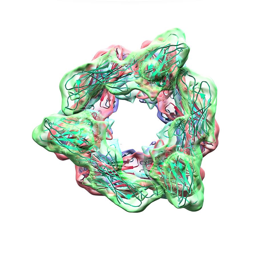 Virus Photograph - Epstein Barr Virus Proteins by Animate4.com/science Photo Libary