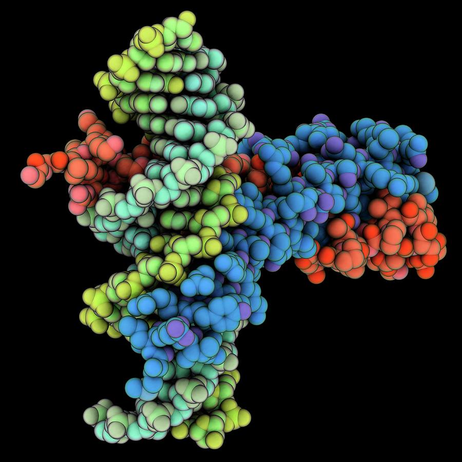 Epstein-barr Virus Transcription Factor by Laguna Design/science Photo ...