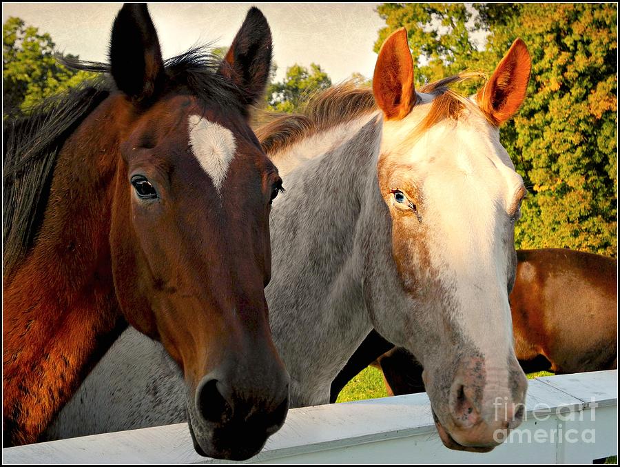Equestrian Beauties Photograph by Beth Ferris Sale