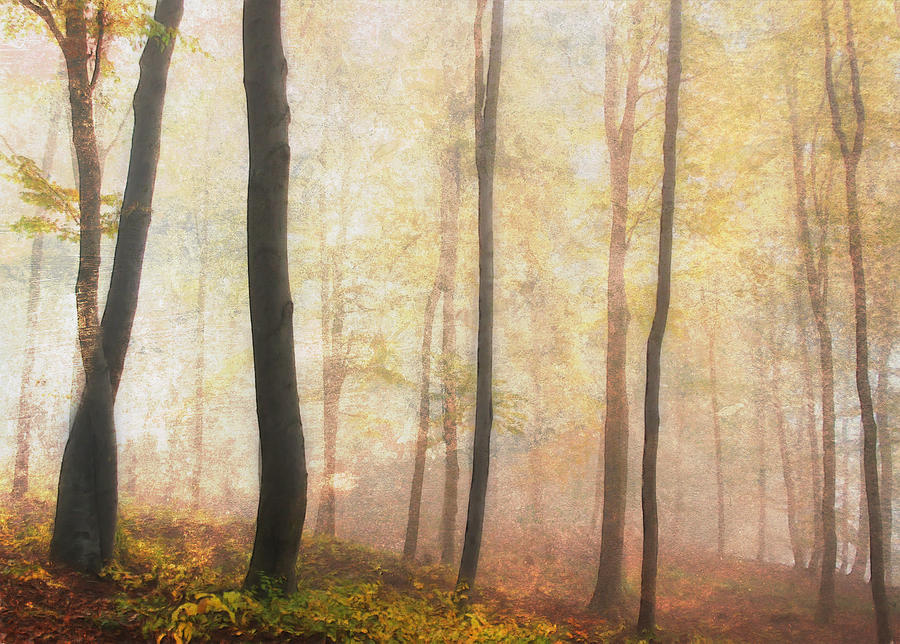 Tree Photograph - Equilibrium Of The Forest In The Mist by Georgiana Romanovna
