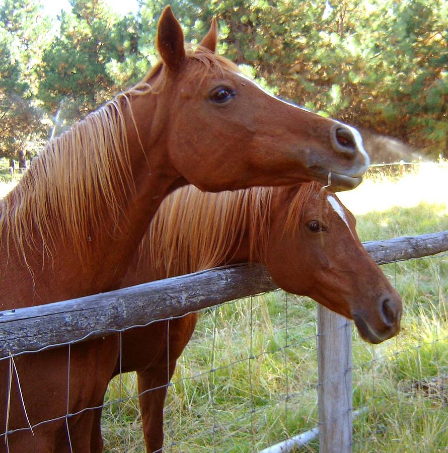 Horse Photograph - Equine Friends by Jo L