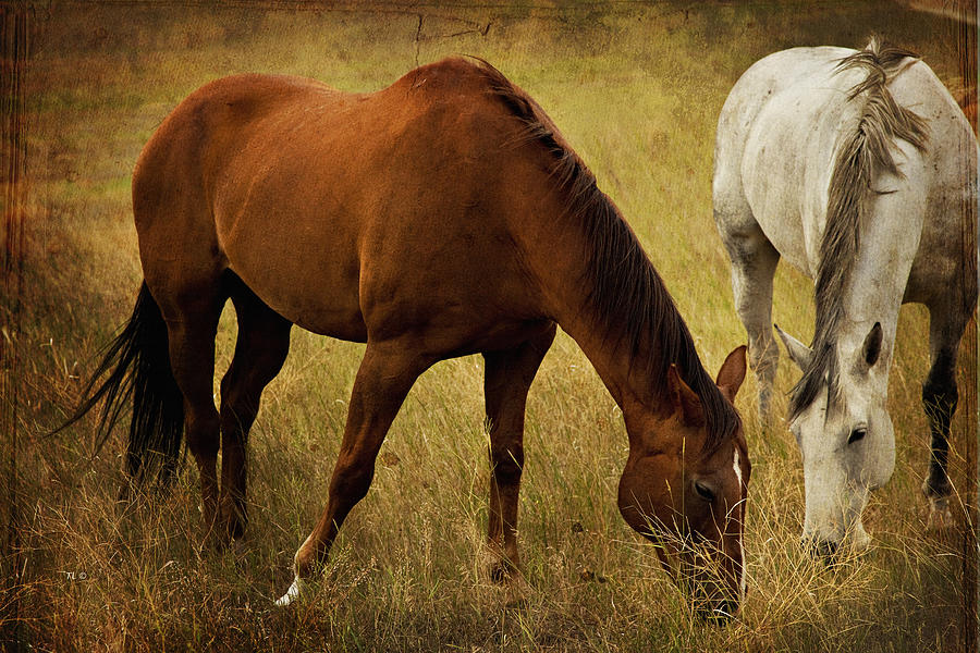 Horse Photograph - Equine Friends by Theresa Tahara