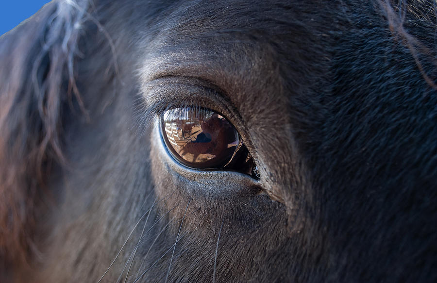 Horse Photograph - Equine In Sight by Sheryl Rae