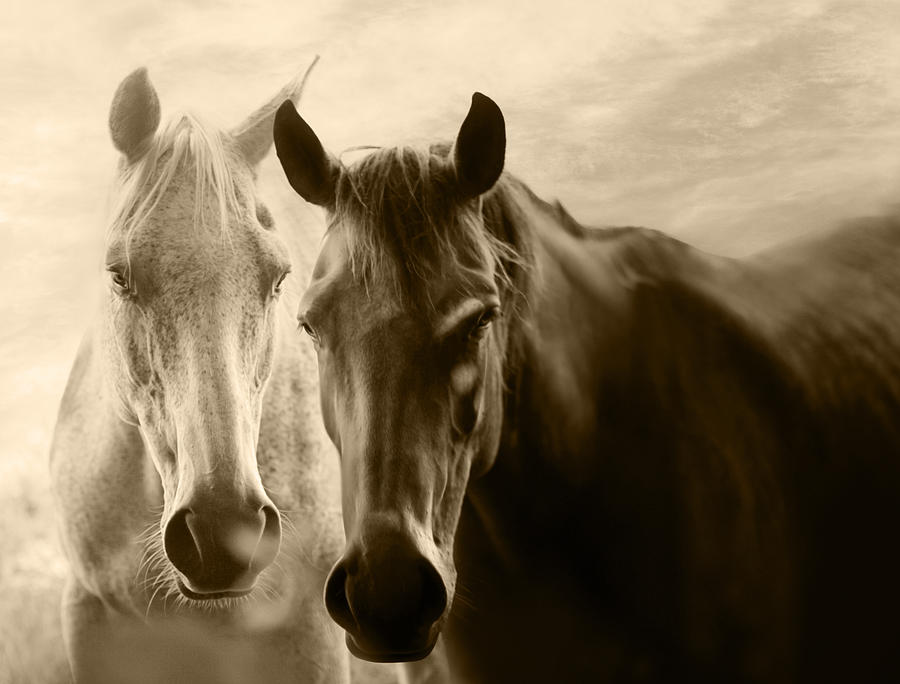 Equine love Photograph by O-che