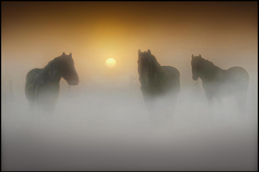 Sunset Photograph - Equine Magic by Adrian Campfield
