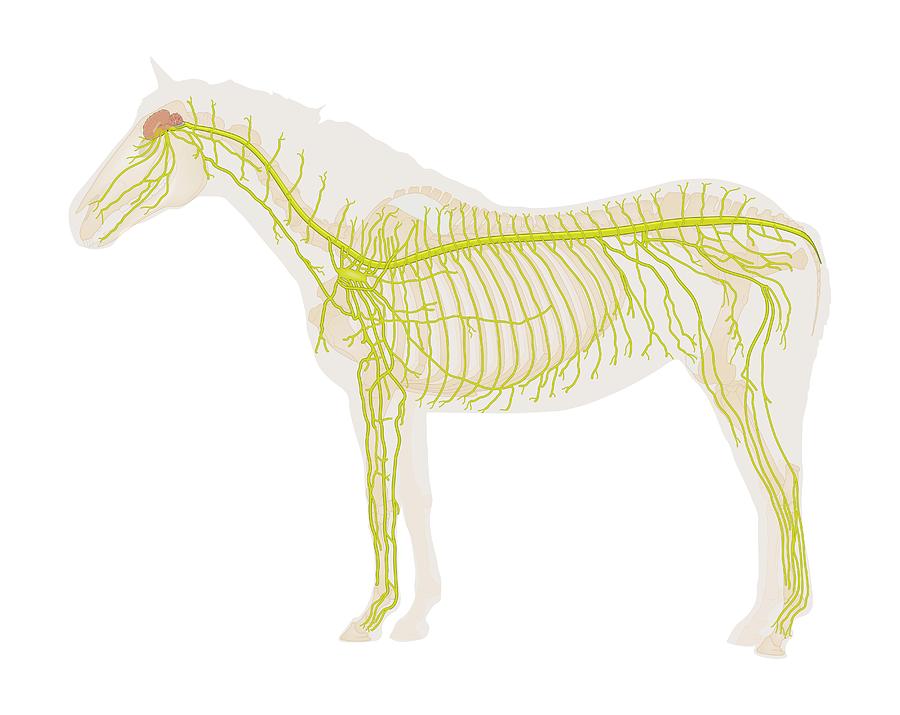 Equine Nervous System Photograph by Samantha Elmhurst/science Photo Library