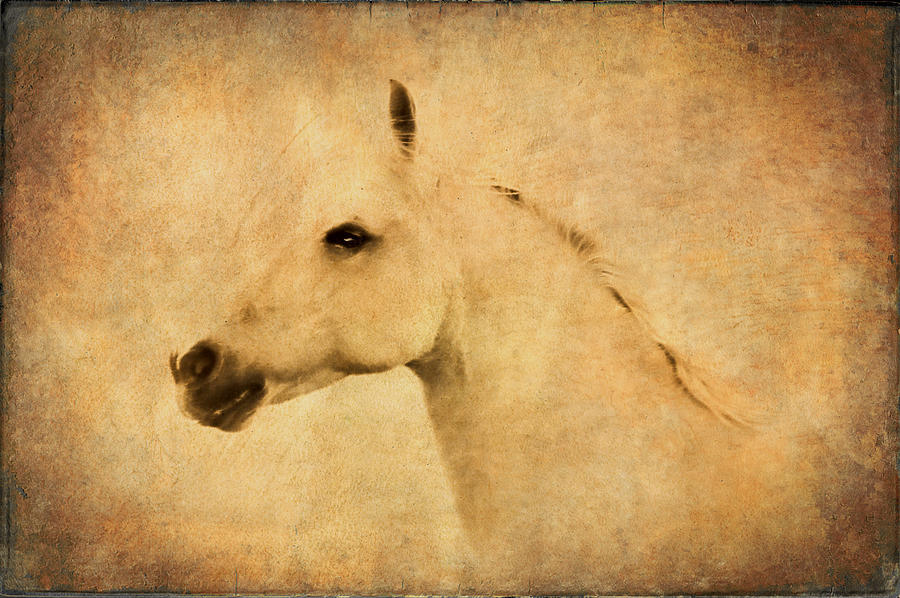 Horse Photograph - Equine Portrait by Athena Mckinzie