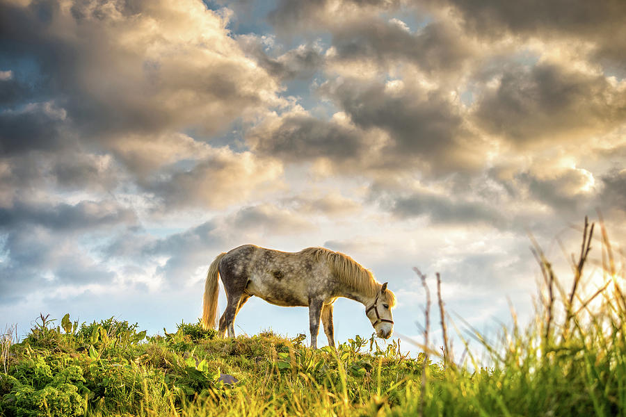 Equine Sky Photograph by Photographed By Owen Ogrady