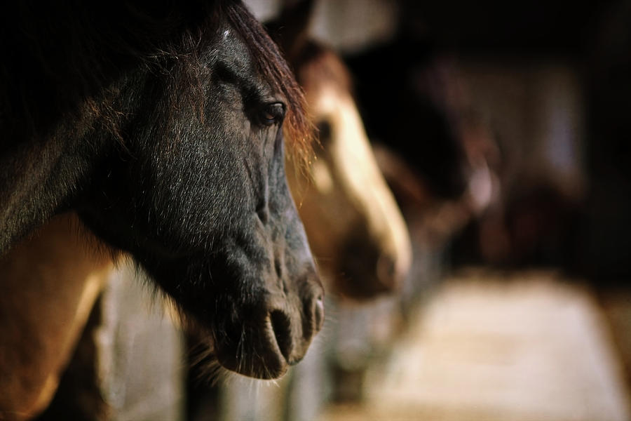 Horse Photograph - Equus Caballus by © Dr. J. Bodamer