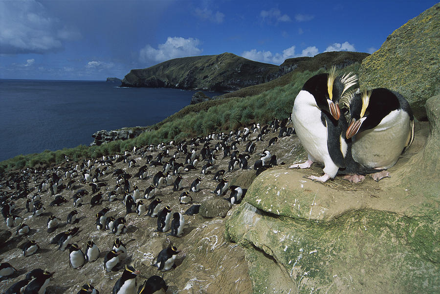 Erect-crested Penguins Antipodes Island Photograph by Tui De Roy