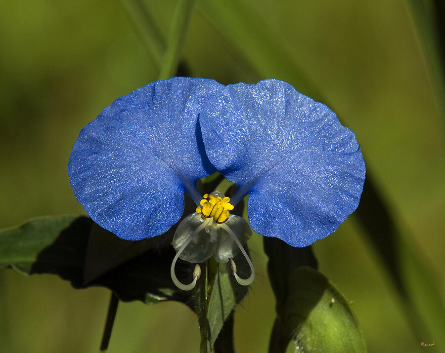 Erect Dayflower  Commelina erecta DSMF096 Photograph by Gerry Gantt