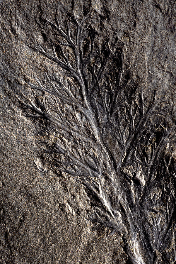 Eremopteris Fossil Photograph by Theodore Clutter